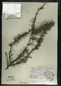 Larix laricina image