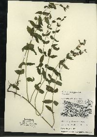 Scutellaria galericulata image