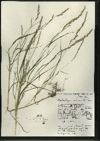 Muhlenbergia mexicana image