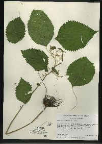 Laportea canadensis image