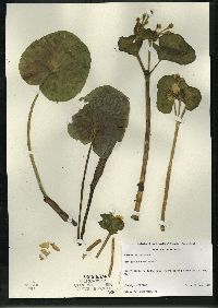 Caltha palustris image