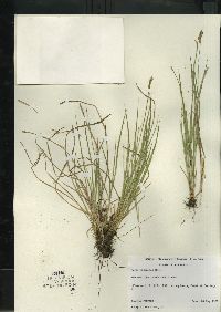 Carex bromoides image