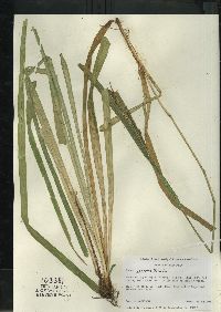 Carex scabrata image