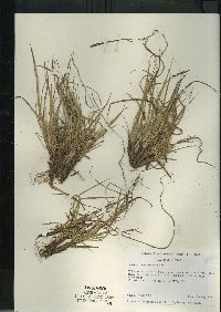 Dichanthelium depauperatum image