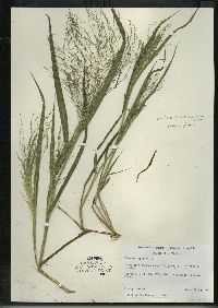 Panicum capillare subsp. capillare image