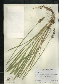 Carex stipata var. stipata image