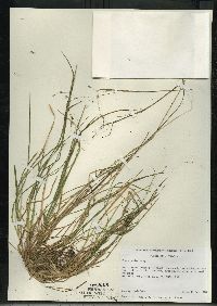 Poa alsodes image