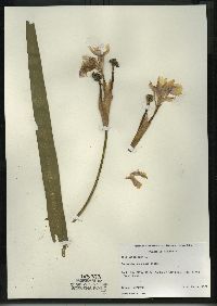 Iris versicolor image