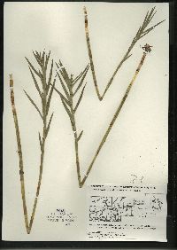 Dulichium arundinaceum var. arundinaceum image