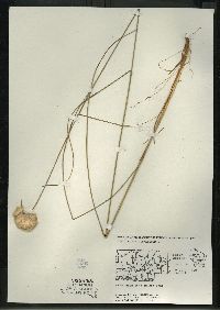Eriophorum virginicum image