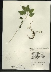 Urtica gracilis image