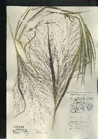 Panicum capillare subsp. capillare image