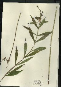 Physostegia virginiana image