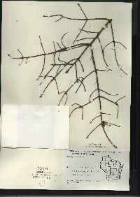 Picea mariana image