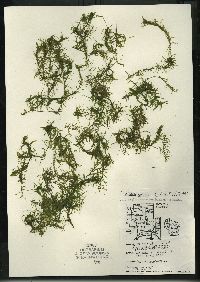 Elodea nuttallii image