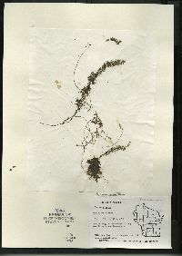 Utricularia intermedia image