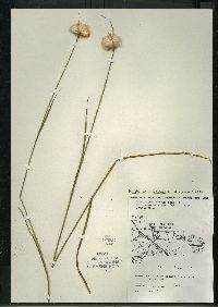 Eriophorum virginicum image