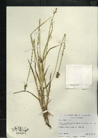 Carex stipata var. stipata image