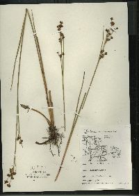 Cladium mariscoides image