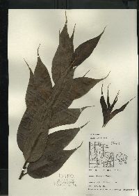 Salix lucida image