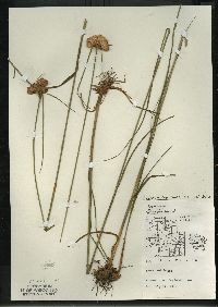 Eriophorum virginicum image