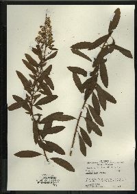 Spiraea alba image