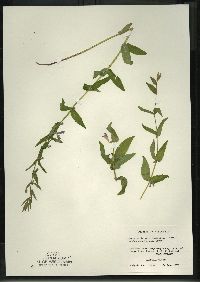 Scutellaria galericulata image