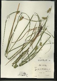 Carex tuckermanii image