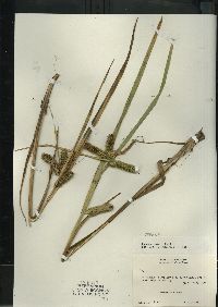 Carex comosa image