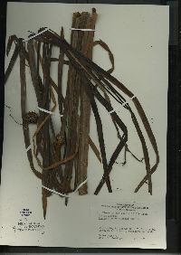 Sparganium eurycarpum image