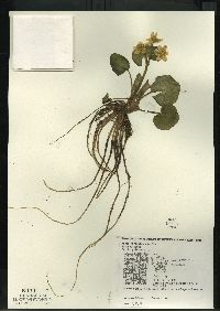 Caltha palustris image