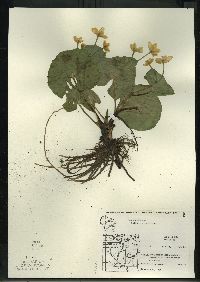 Caltha palustris image