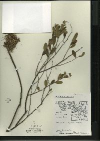 Chamaedaphne calyculata image