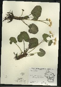 Caltha palustris image