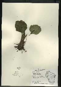 Caltha palustris image