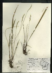 Oryzopsis asperifolia image