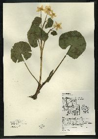 Caltha palustris image