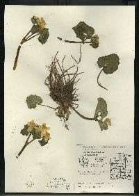 Caltha palustris image