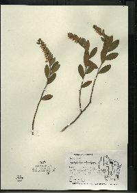 Chamaedaphne calyculata image