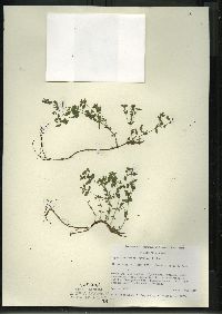 Hypericum boreale image