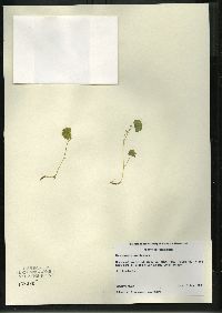 Hydrocotyle americana image