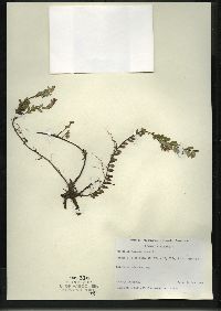 Vaccinium macrocarpon image