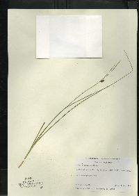 Carex oligosperma image