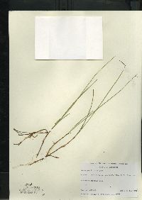 Carex pauciflora image