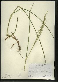 Glyceria canadensis image