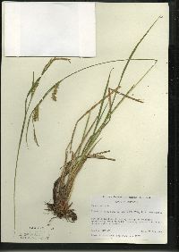 Carex vesicaria image