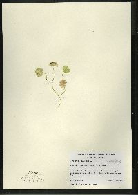 Hydrocotyle americana image