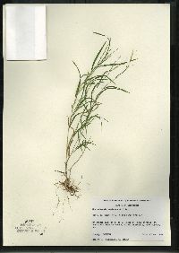 Muhlenbergia mexicana image