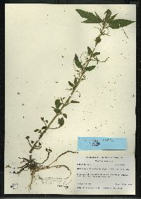 Urtica gracilis image