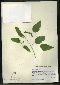 Urtica gracilis image